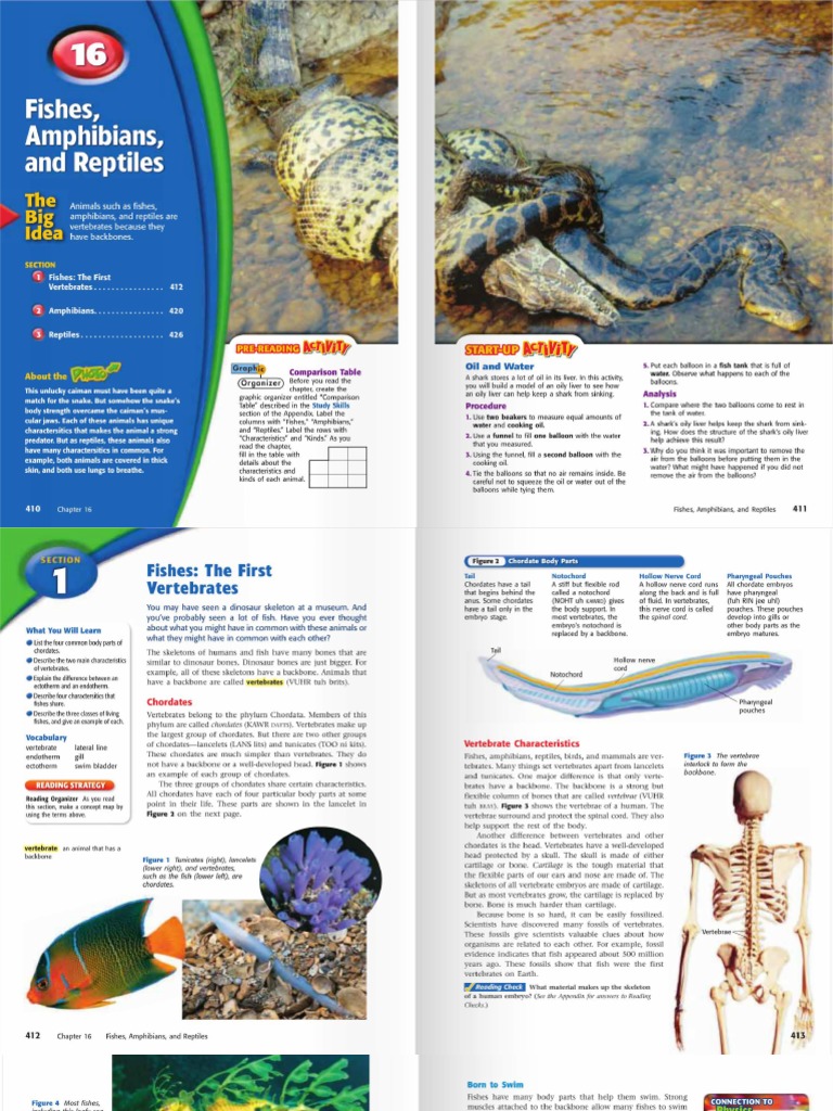 Chapter 16 Fishes Amphibians and Reptiles PDF