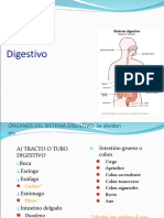 Sistema Digestivo