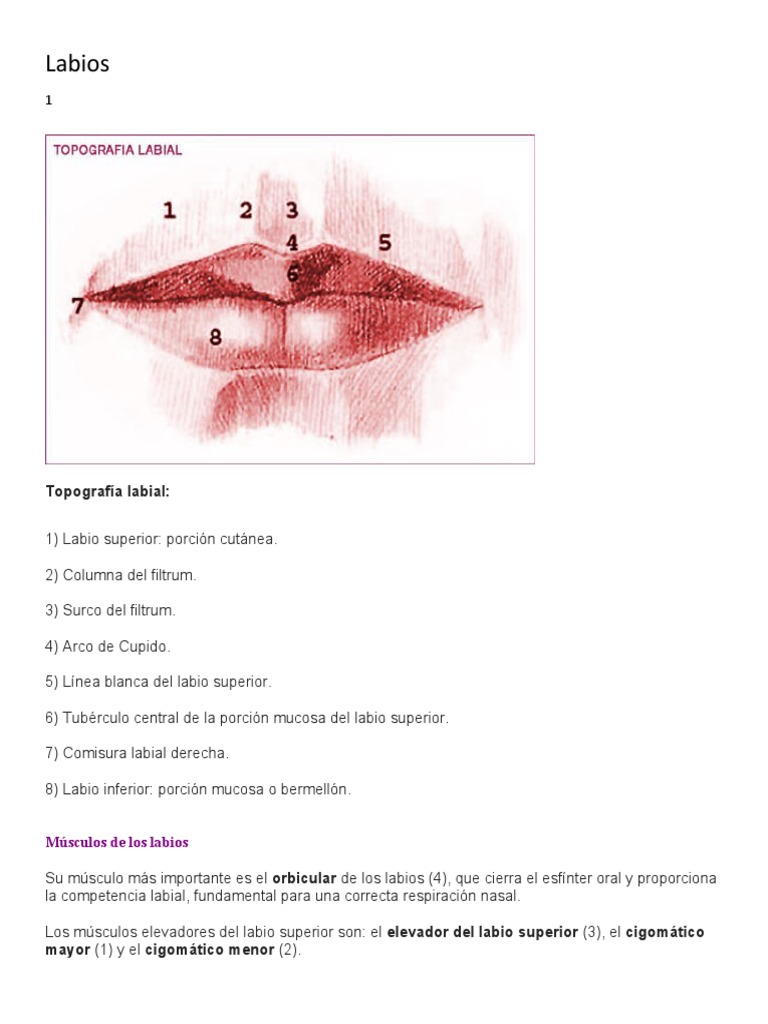 Anatomía Del Labio Tubérculo ANATOMIA DE LOS LABIOS Y DE LA REGION