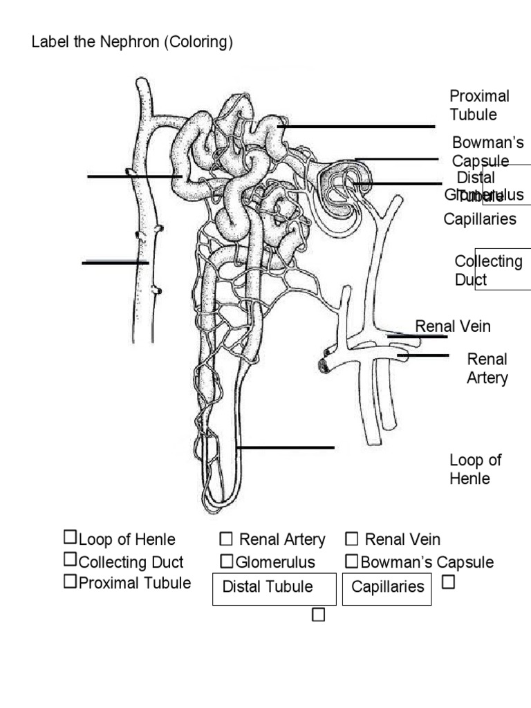 Label The Nephron Worksheet PDF