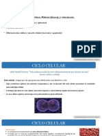 Unidad I - Tema 4 - Ciclo Celular