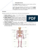 El Esqueleto Humano