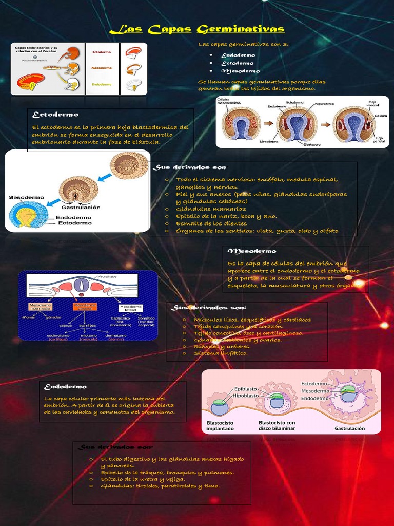 Capas Germinativas: Ectodermo, Mesodermo y Endodermo | PDF | Epitelio ...