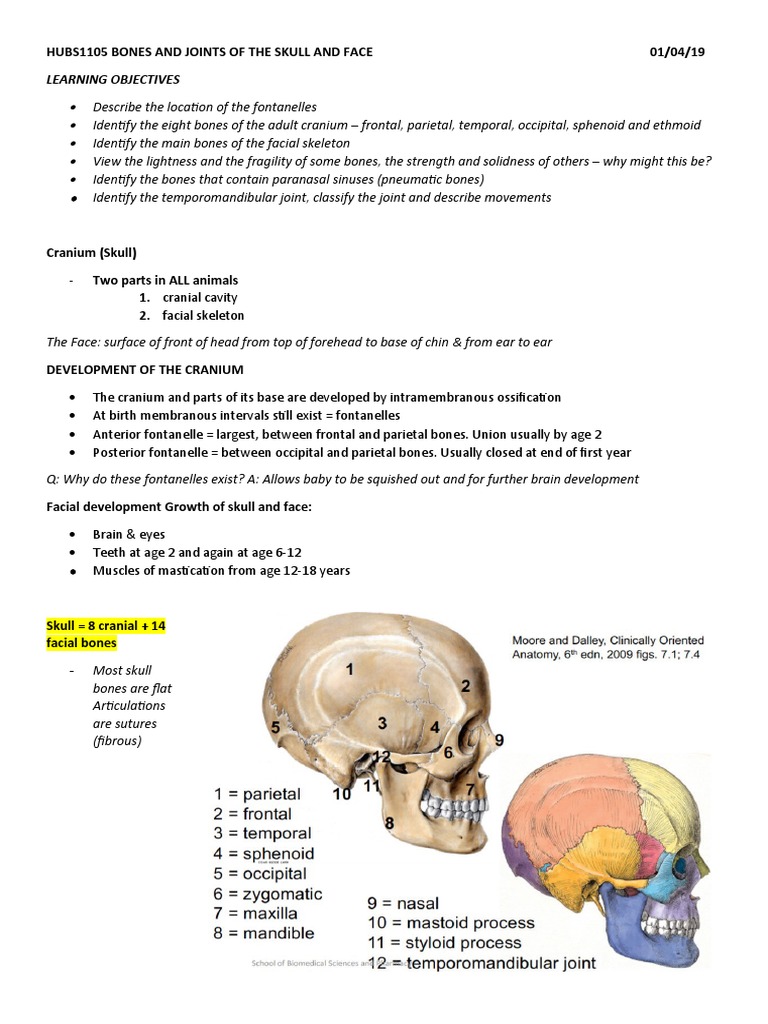 HUBS1105 Bones and Joints of The Skull and Face | PDF | Skull | Human Nose