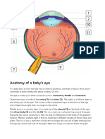 Anatomy of A Baby's Eye: Outermost, Middle and Innermost. Cornea (1) and Sclera (2) - The Sclera Is A Fibrous Layer or