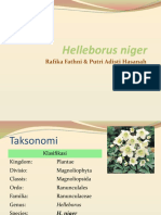 Helleborus Niger