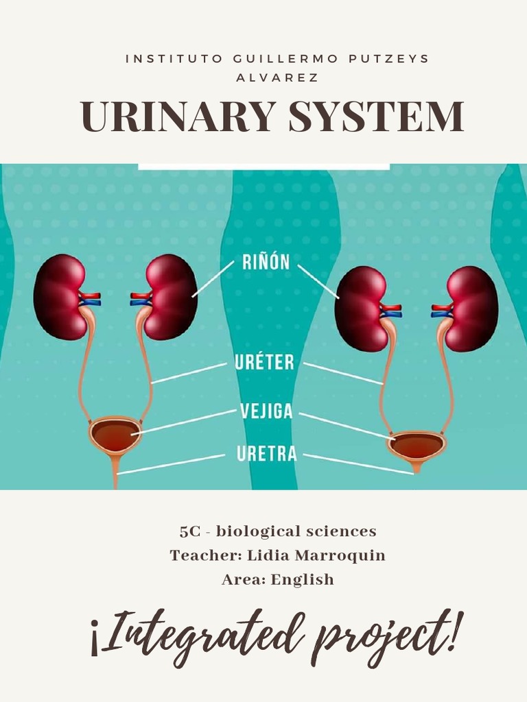 Urinary System Overview by Lidia Marroquin | PDF | Urinary System ...