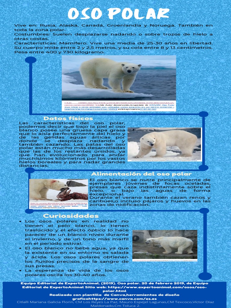 Características físicas y hábitos de caza del oso polar, el habitante  emblemático del Ártica