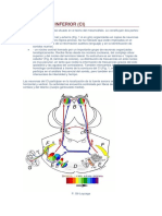 El Colículo Inferior