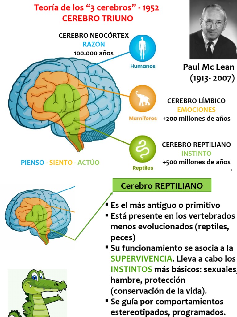 Teoría de los Tres Cerebros de McLean | PDF | Las emociones | Cerebro
