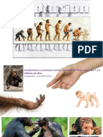 Evolución Humana