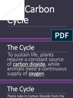 The Carbon Cycle