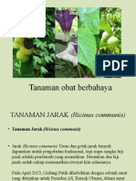 Tanaman Obat Berbahaya