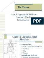 The Thorax: Axial & Appendicular Skeleton Mammary Glands Surface Anatomy