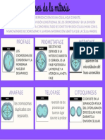 Fases de La Mitosis