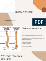 Columna Vertebral