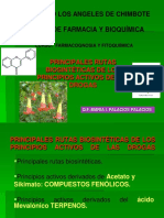 Rutas Biosinteticas