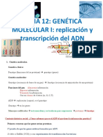 Tema 12- Genética molecular I- replicación y transcripción del ADN