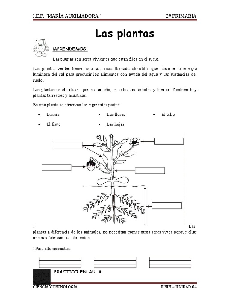 Partes de las Plantas para Niños | PDF | Tallo de la planta | Plantas
