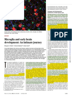 Microglia and Early Brain Development: An Intimate Journey