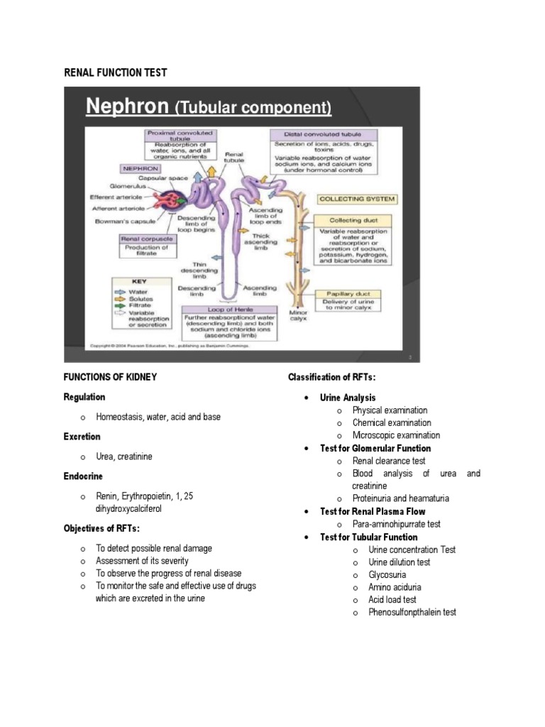 Renal Function Test Discussion | PDF | Creatinine | Kidney