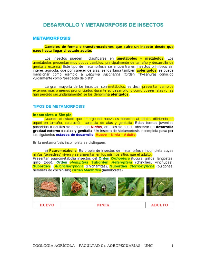 Desarrollo y Metamorfosis de Insectos | PDF | Crisálida | Insectos