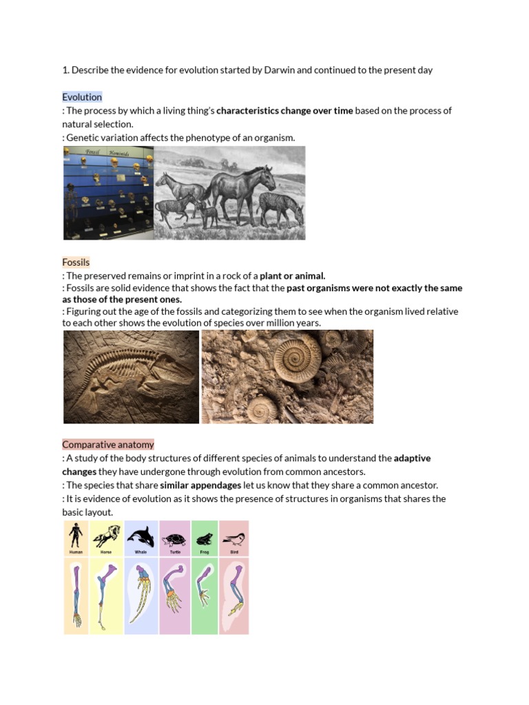 Evidence For Evolution - Formative A | PDF | Evolution | Plant Breeding