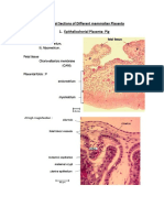 Historical Section of Placenta