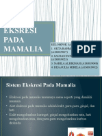 Sistem Ekskresi Mamalia Kelompok 3a