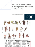 Basidiomycota: Identificación a través de imágenes macro y micro