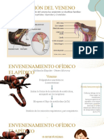 Inyeccion de Veneno - Tipos de Envenenamiento