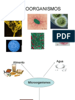 1.1. Clasificacion de Los Microorganismos