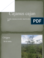 Cajanus Cajan