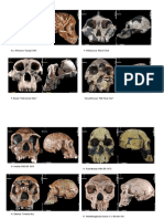 Skull Specimens Comparison Chart