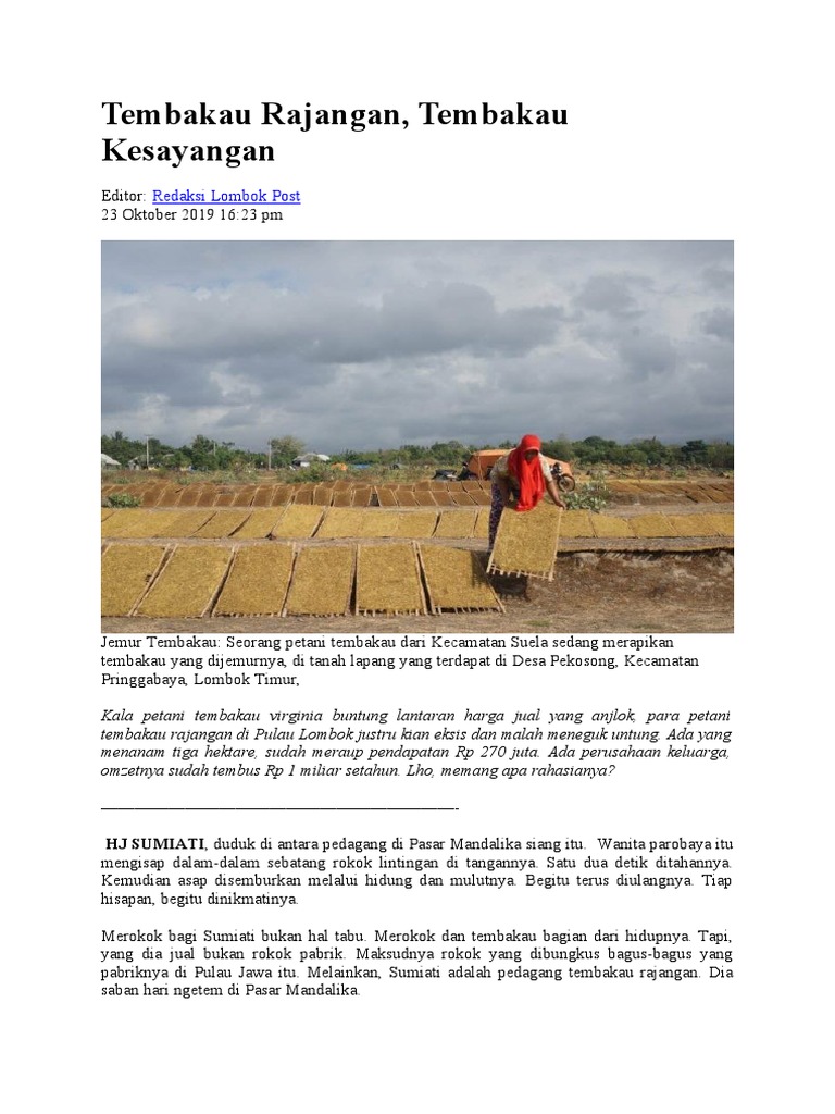 Tembakau Rajangan: Keberhasilan di Lombok | PDF