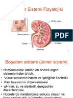 Boşaltım Sistemi Fizyolojisi