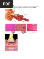Atlas Anatomia - Muscular
