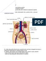 Sistemul Excretor cl.4