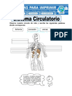 Ficha de Sistema Circulatorio para Primaria