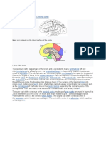 Cerebrum Cerebral Cortex: Main Articles: and