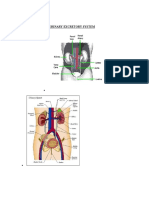 Diagram of The Urinary Excretory System