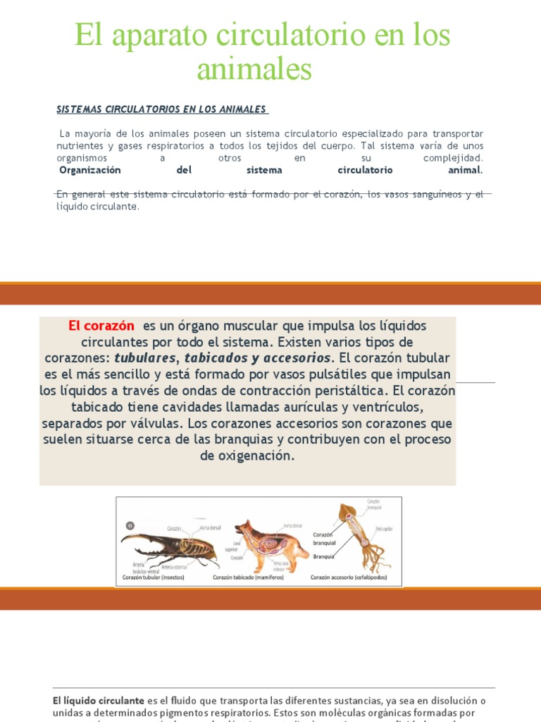 El Aparato Circulatorio en Los Animales | PDF | Sistema circulatorio ...