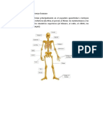 Huesos Más Largos Del Cuerpo Humano