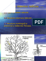 Sistemul Radicular