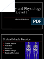 Anatomy & Physiology - Skeletal System