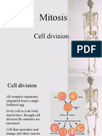 Mitosis: Cell Division