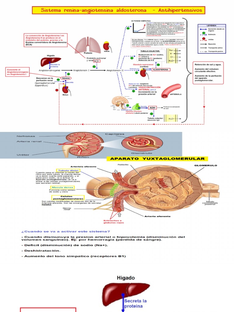 Sistema ReninaAngiotensinaAldosterona PDF