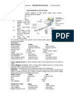 Male Reproductive System Comparative Anatomy