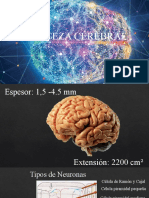cerebro 2020-2