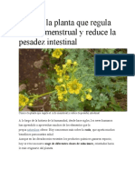 Conoce La Planta Que Regula El Ciclo Menstrual y Reduce La Pesadez Intestinal